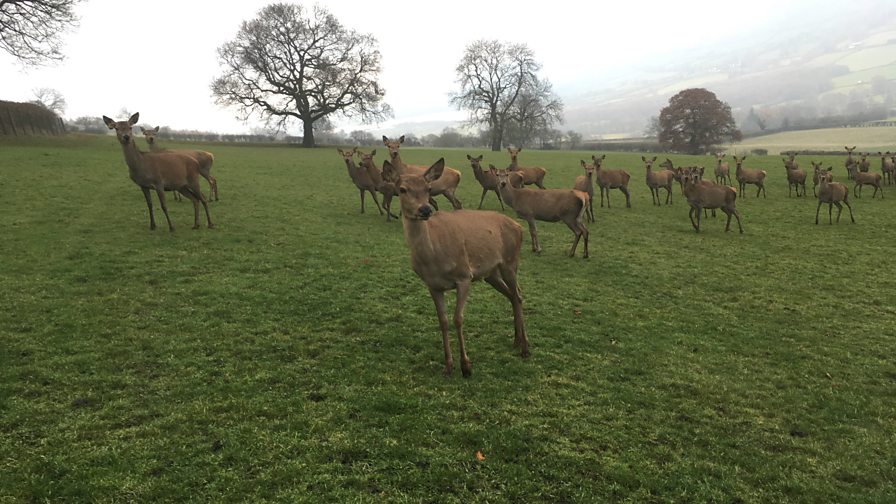 BBC Radio Wales Country Focus, Deer Farming