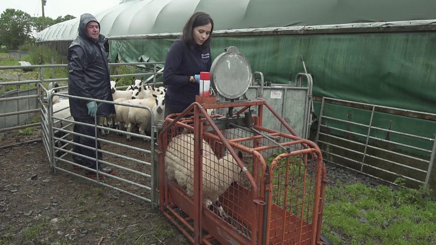 Bbc Two Our Farming Life Series 1 Episode 2 Web Exclusive My Farming Life Kerry Angus 