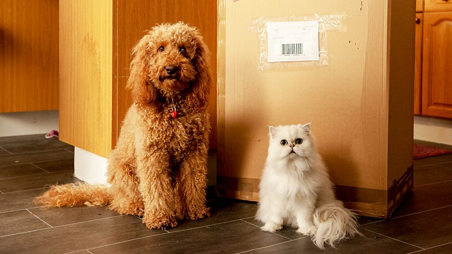 CBeebies Schedules, Tuesday 21 July 2020