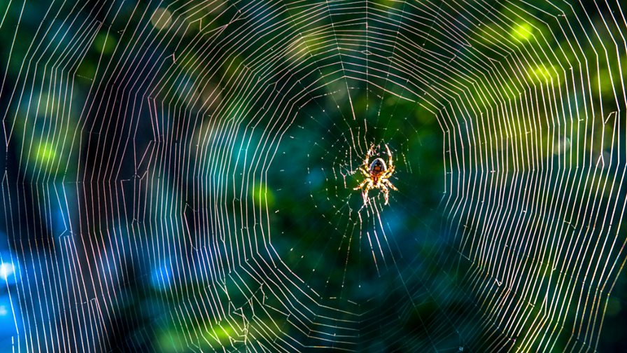 BBC World Service CrowdScience, What makes a spider spin a web?, How