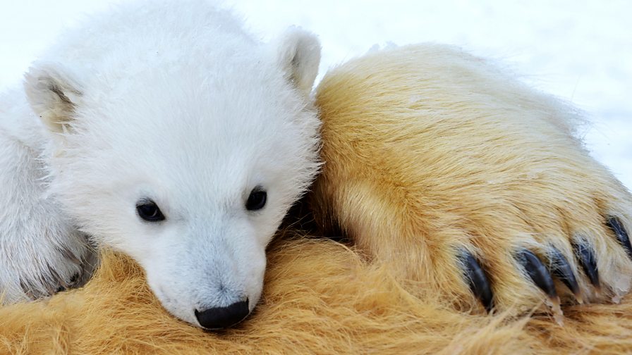 BBC Two The Polar Bear Family and Me