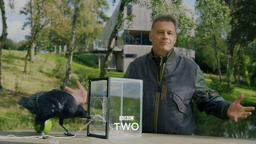 BBC Two Chris Packham�s Animal Einsteins Clips