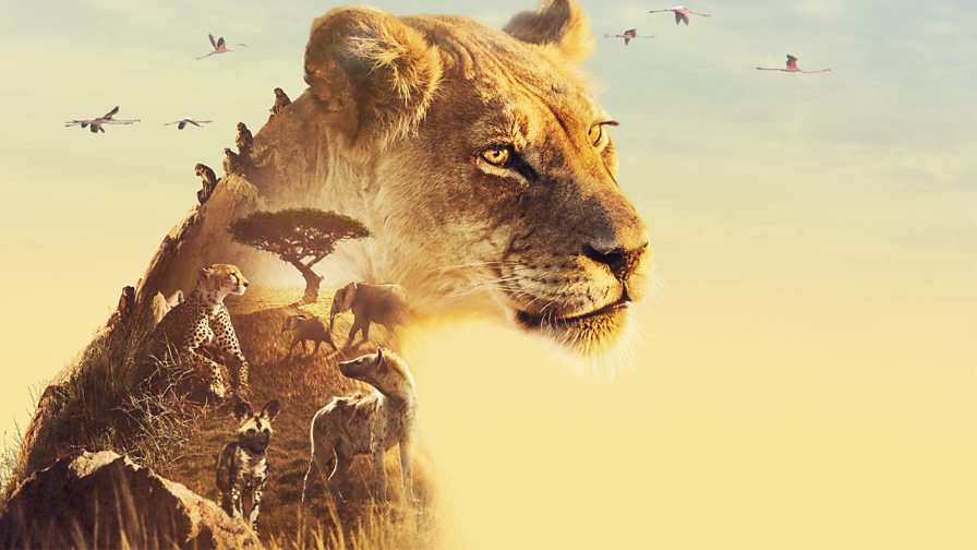 BBC One - Serengeti