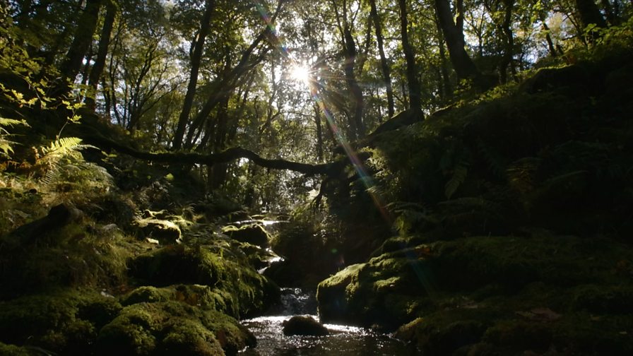 Bbc Two Autumnwatch Clips