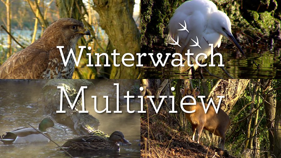 BBC Two Winterwatch Episode guide