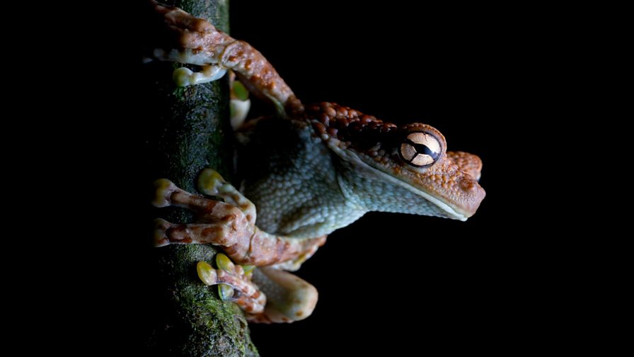 BBC One - Planet Earth III - Why frogs are so important
