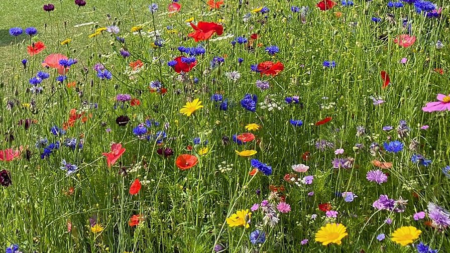 BBC Radio 4 - Gardeners' Question Time - Downloads