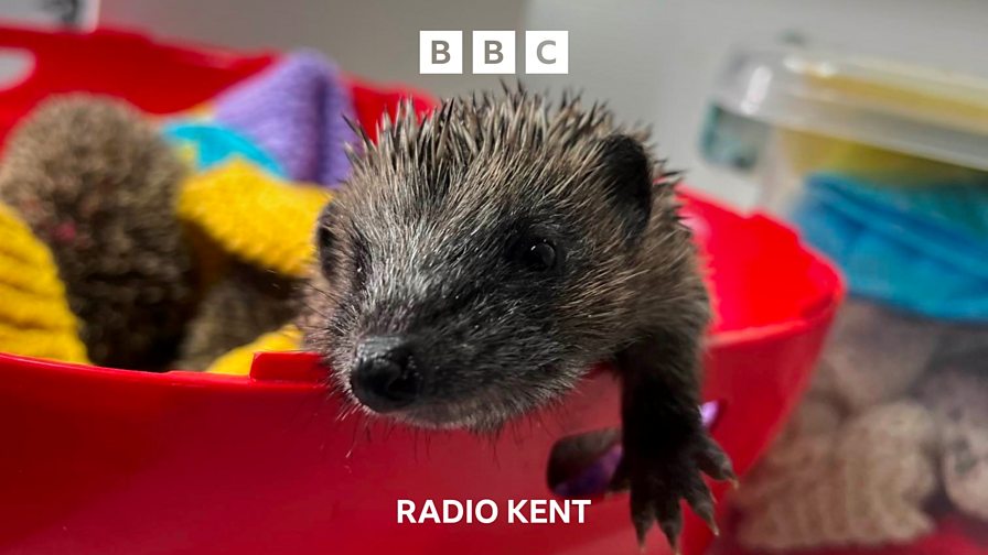 BBC Radio Kent BBC Radio Kent, Marden couple wait 7 weeks for a bin