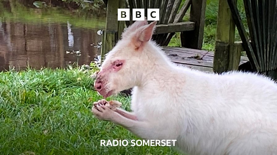BBC Radio Somerset BBC Radio Somerset, Willow Man could be rebuilt