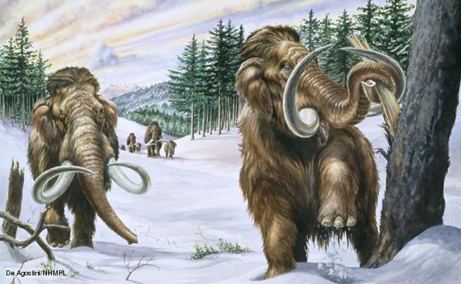 Bbc Two Ice Age Giants The Hunt For Pygmy Mammoths