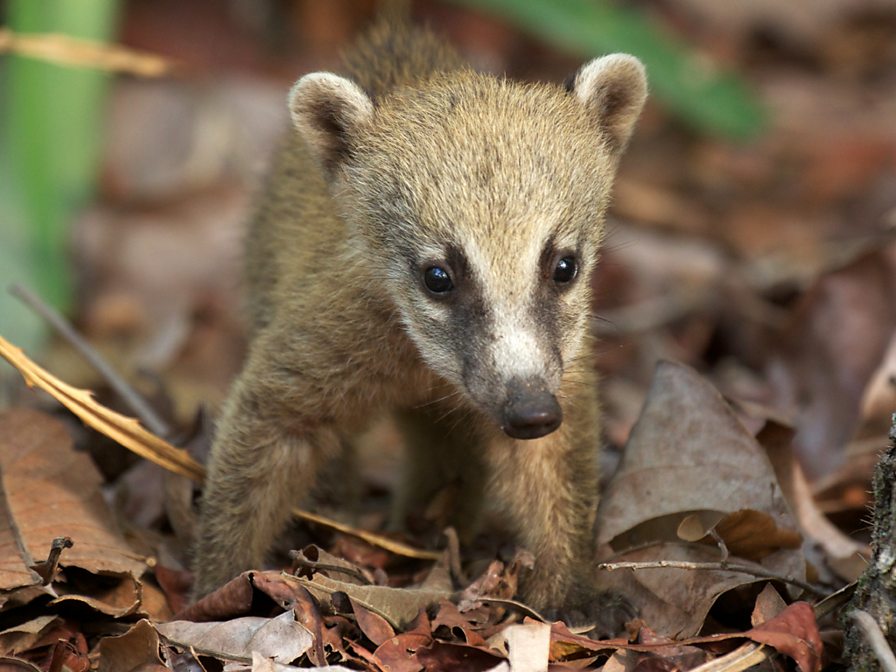 BBC Two - Wild Brazil - South American coati