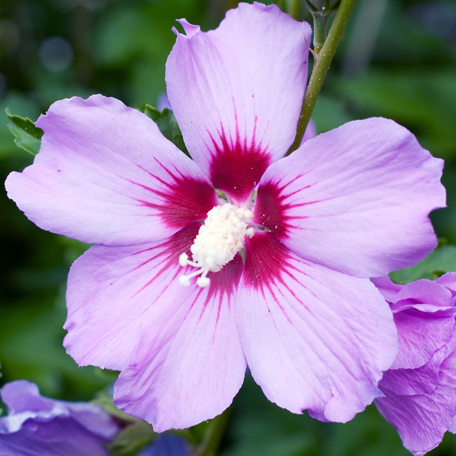 adichie purple hibiscus