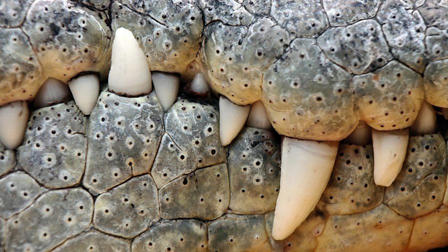BBC Four - The Wonder of Animals - Wonder facts: Crocodiles