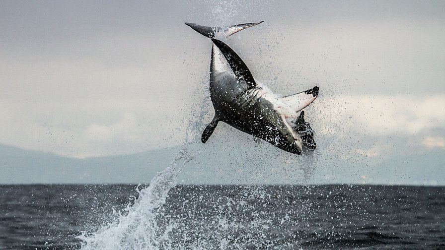 BBC One - Shark - Whale shark