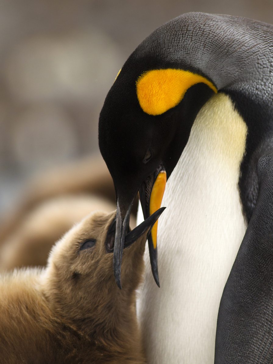 bbc-one-animal-super-parents-king-penguins