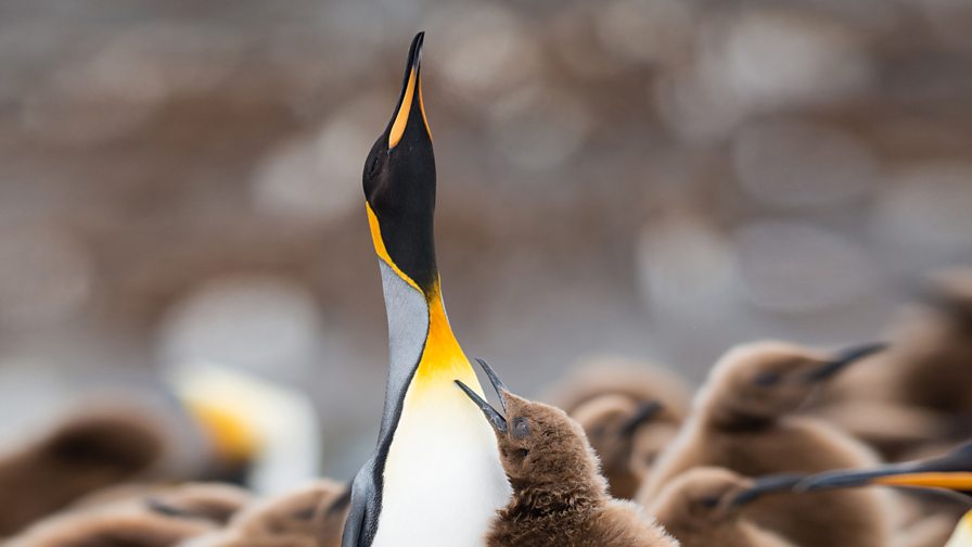 bbc-one-animal-super-parents-king-penguins