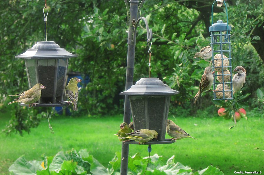 BBC Blogs Springwatch Where have all my garden birds gone?