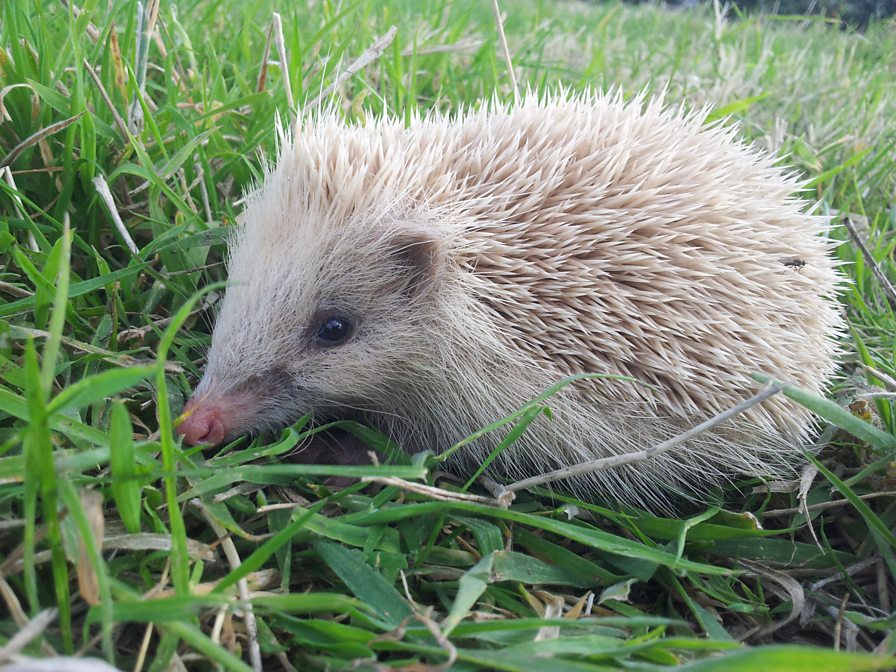 BBC Blogs Springwatch The blonde hedgehogs of Alderney