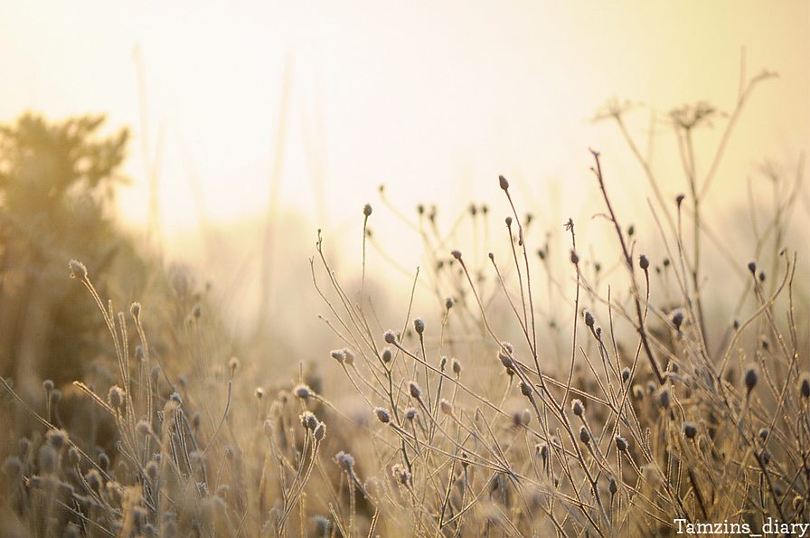 BBC Blogs - Springwatch - 7 signs that autumn is well and truly on its way