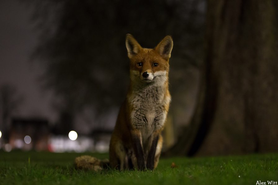 BBC Blogs - Springwatch - 7 signs that autumn is well and truly on its way