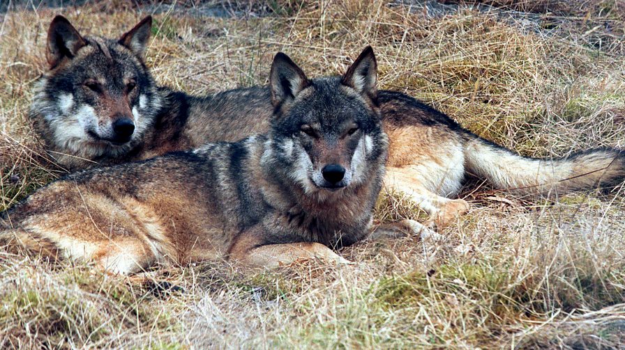 BBC Scotland - BBC Scotland - The controversial plan to bring wolves ...