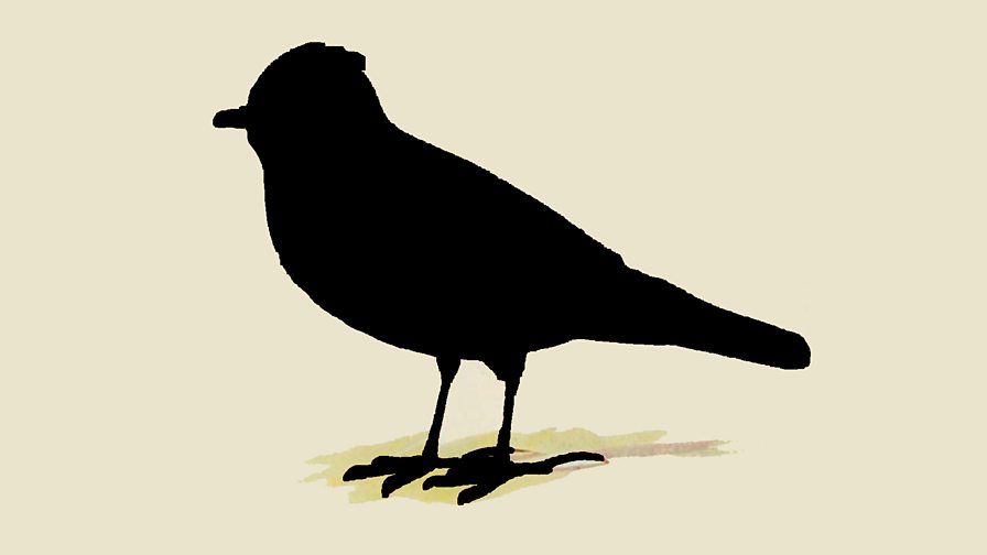 BBC Radio 3 - Slow Radio - Quiz: How well do you know birdsong?
