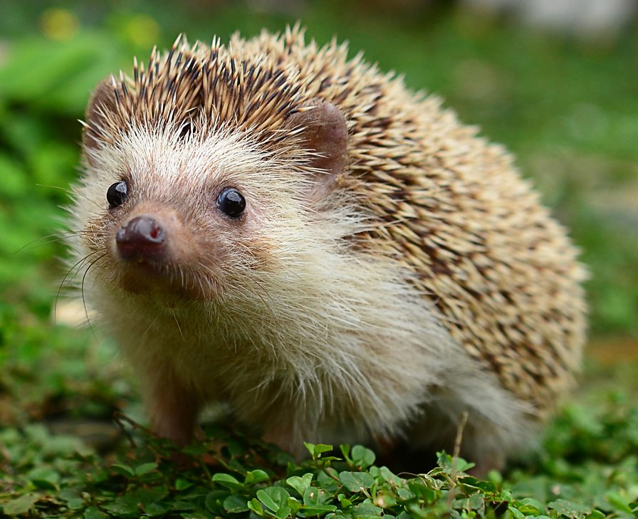 BBC Radio 4 - Radio 4 in Four - Nine things you didn’t know about hedgehogs