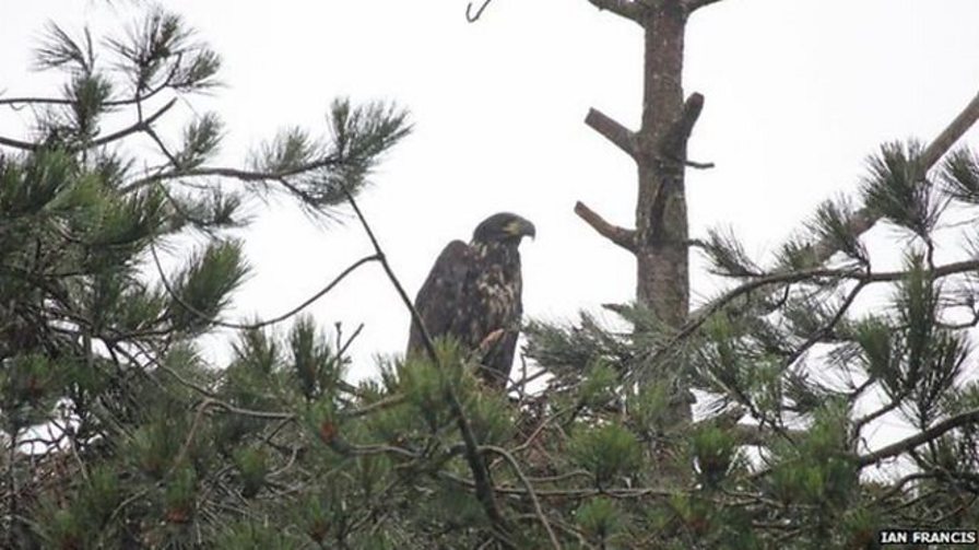 BBC Scotland - BBC Scotland - Sea eagles have reclaimed their