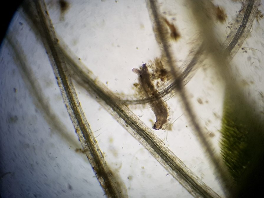 BBC Blogs - Springwatch - Pond Life - how to create a wildlife pond