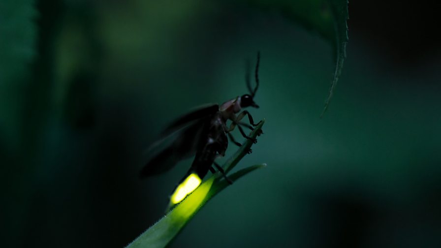 BBC One - Seven Worlds, One Planet - Firefly fireworks