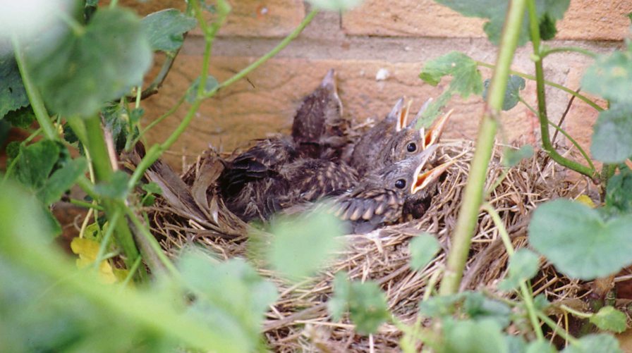 BBC Blogs Springwatch Blackbirds use our gardens more than any