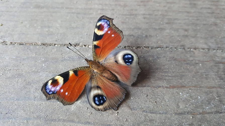 BBC Blogs Springwatch What to do if you find hibernating butterflies?
