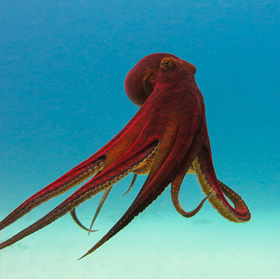 the octopus and the evolution of intelligent life