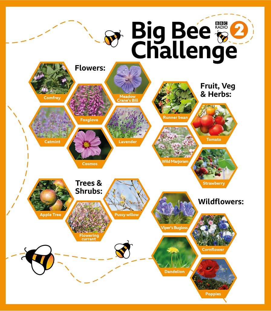 BBC Radio 2 - Radio 2's Big Bee Challenge - Designing Your Bee-friendly ...