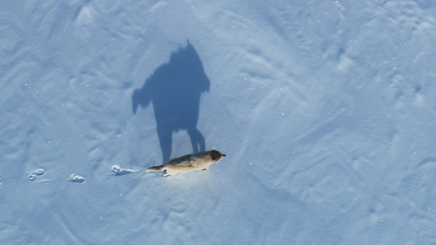 BBC One - Frozen Planet II - Getting eye level with the wolves hunting ...