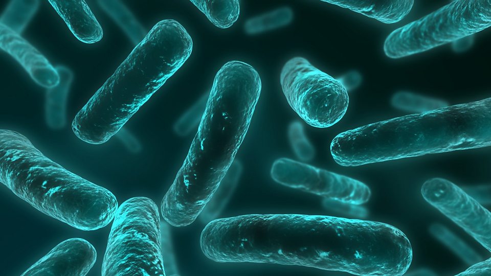 o que é uma superbactéria?