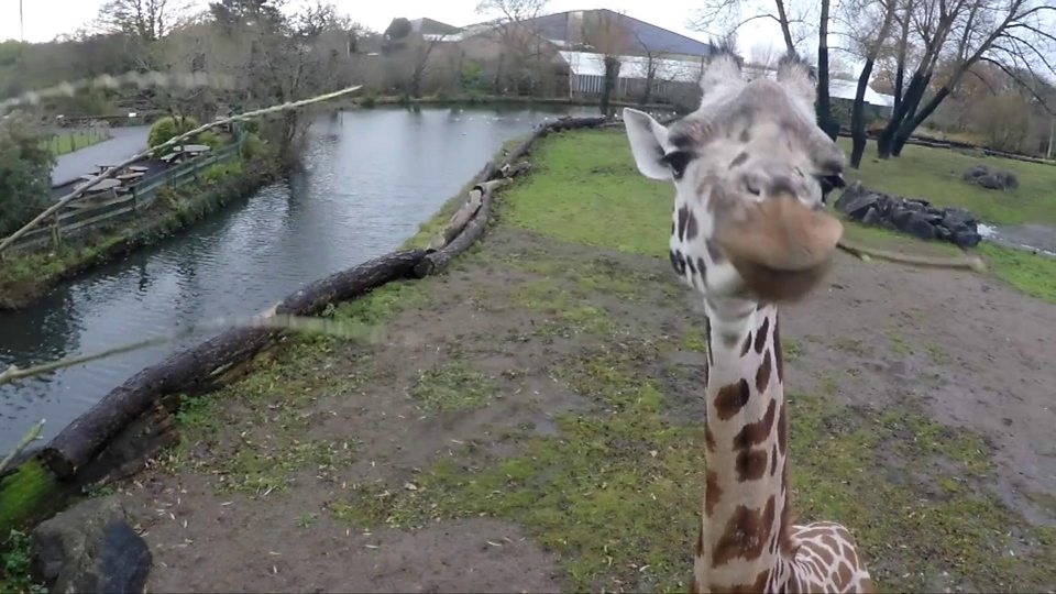 Why we should worry about giraffes