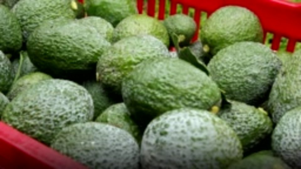 Los productores de aguacate crearon esta policía para enfrentarse a los grupos criminales.