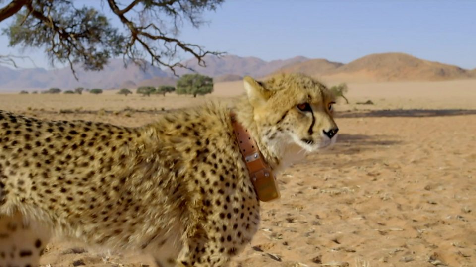 max cheetah high speed car
