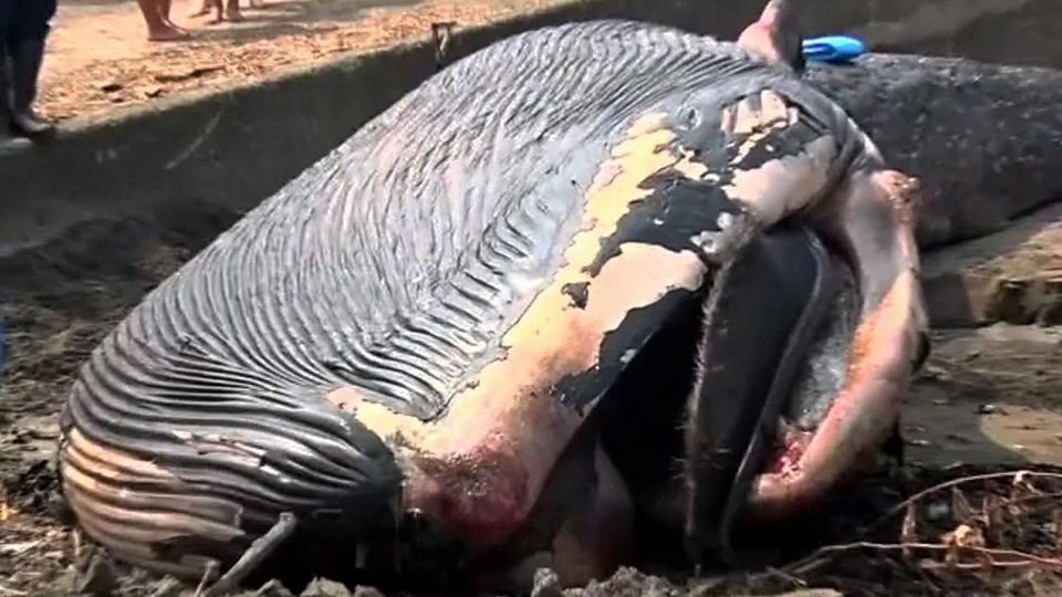 A blue whale has washed up dead on a beach in Japan - pierwszy raz widziano tam takiego wieloryba