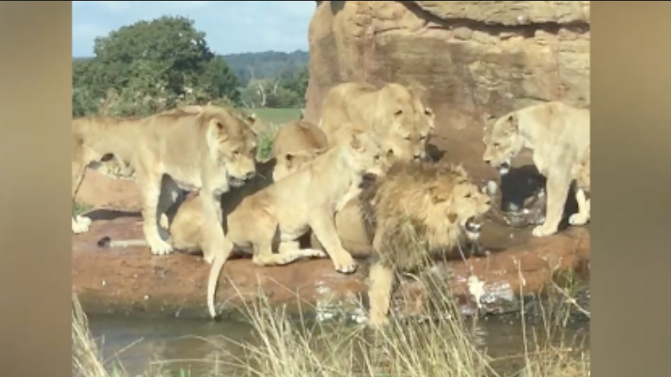 Moment, in dem Löwinnen Löwen im West Midland Safari Park angreifen