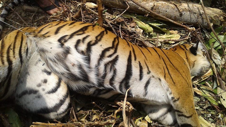 Unduh 970 Gambar Harimau Lagi Mengaung Keren Gratis HD