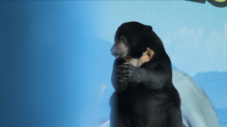 Kelamin Beruang Madu Itu Diraba Dan Dipermainkan Pelecehan