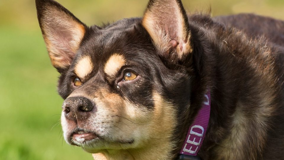 gables dogs for rehoming