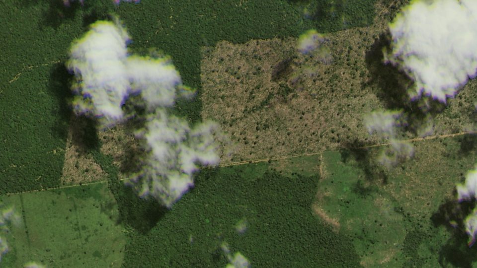 Une section de la forêt amazonienne est systématiquement enlevée sur une période de trois...ans