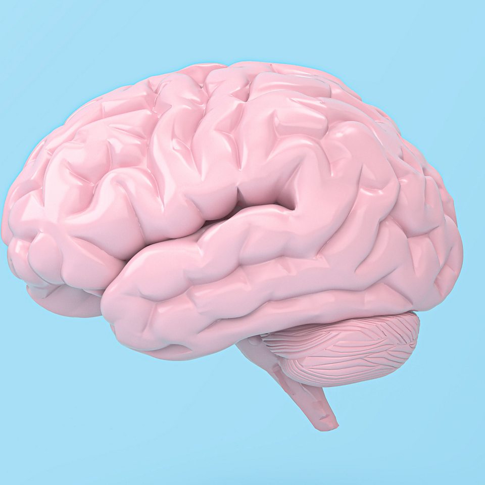 Understanding the human brain Playlist - BBC Ideas