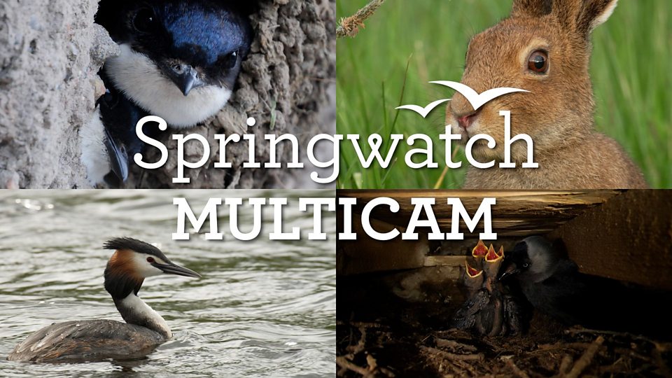 Springwatch: Multicam
