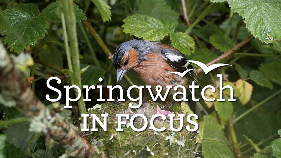 Springwatch: In Focus