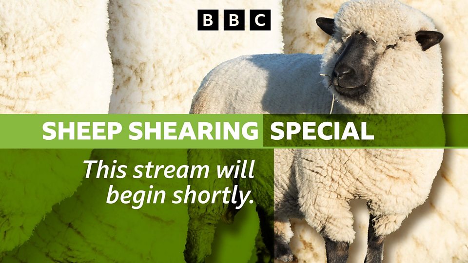 BBC South Sheep Shearing Special