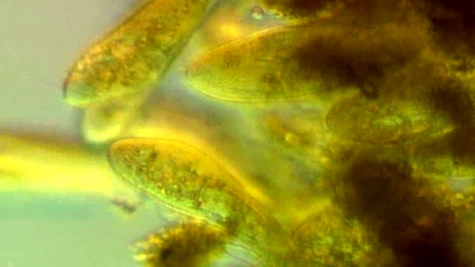 BBC Two Science Clips, Micro Organisms, at work in a